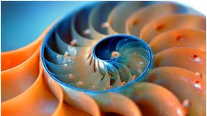 Meet your Posher, Alisa